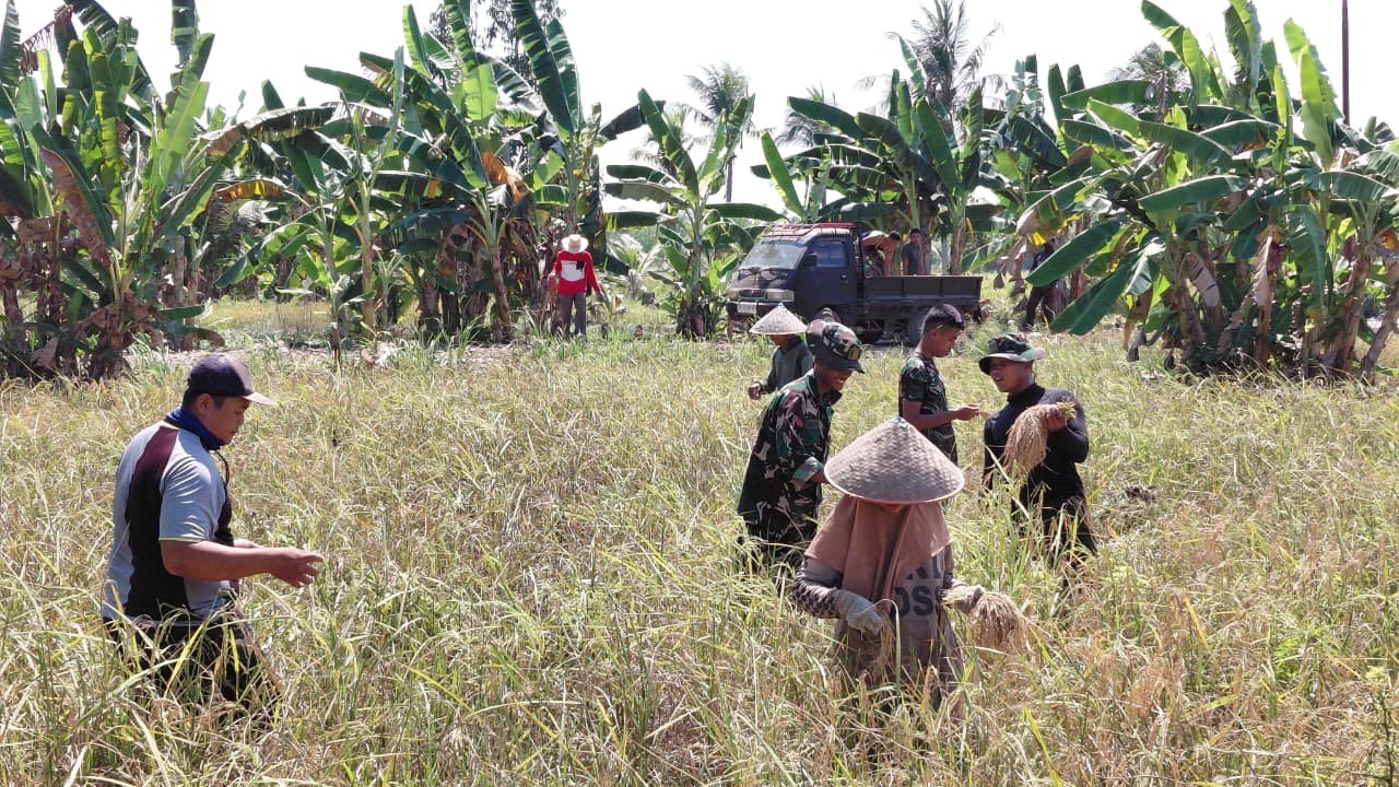Satgas TMMD Ke-129 Berperan Aktif dalam Panen Padi di Bandar Raya