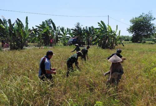 Panen Padi Bersama, Satgas TMMD Jalin Kedekatan dengan Komunitas
